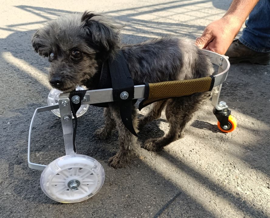 Silla delantera